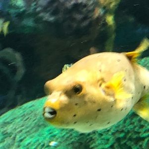 Meet your Posher, Allison